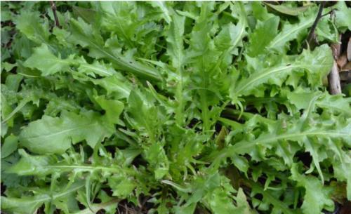 優(yōu)質野菜種子濟南批發(fā)，大葉薺菜種子菱角菜種子