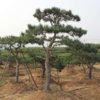 入秋后造型黑松怎樣維護(hù)？